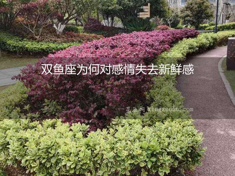 雙魚座為何對感情失去新鮮感
