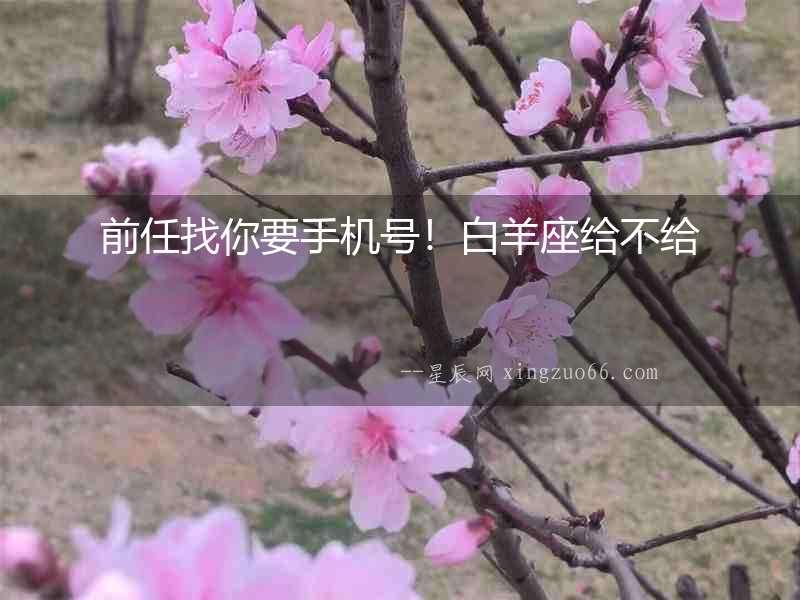 前任找你要手機號！白羊座給不給