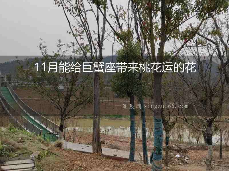11月能給巨蟹座帶來桃花運的花