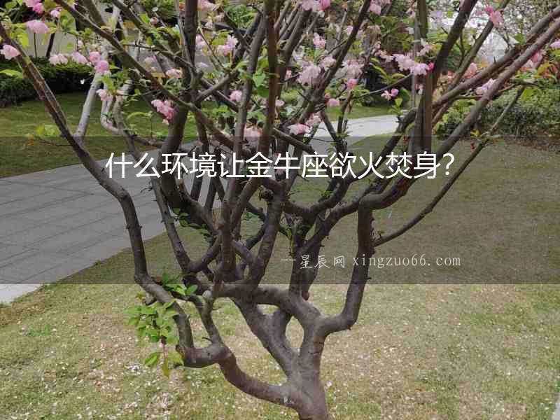 什么環(huán)境讓金牛座欲火焚身？
