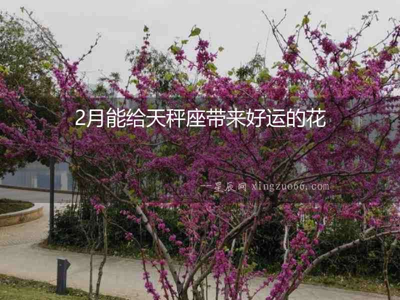 2月能給天秤座帶來好運的花