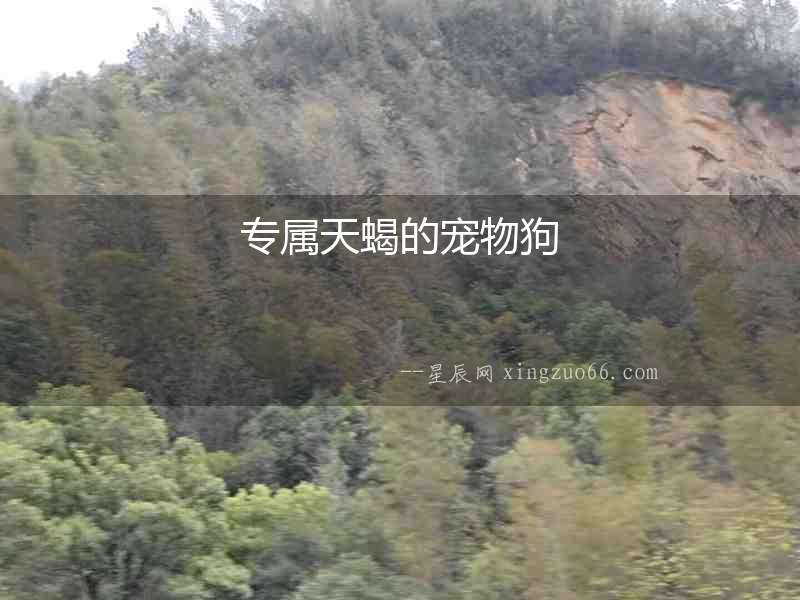 專屬天蝎的寵物狗