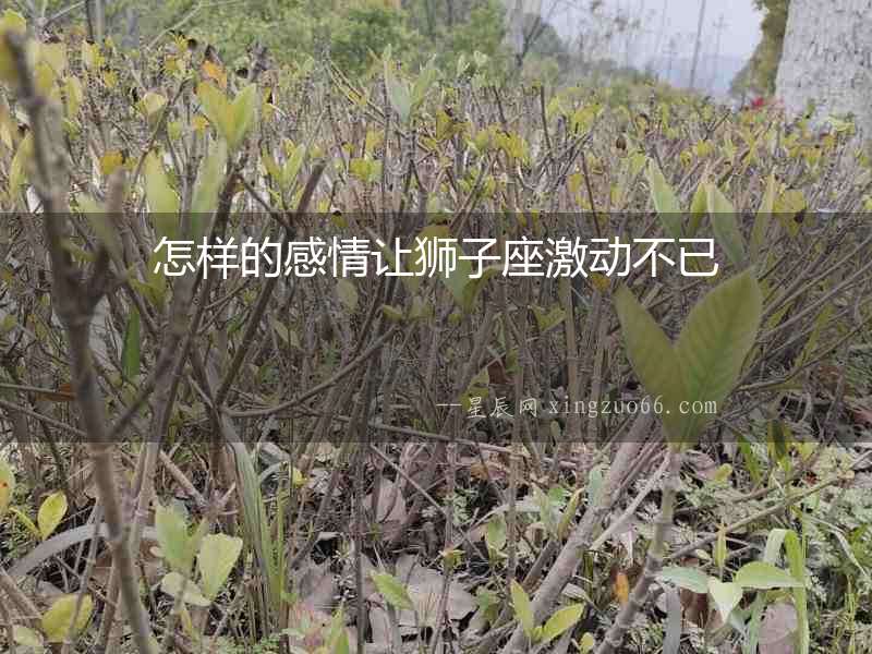 怎樣的感情讓獅子座激動不已