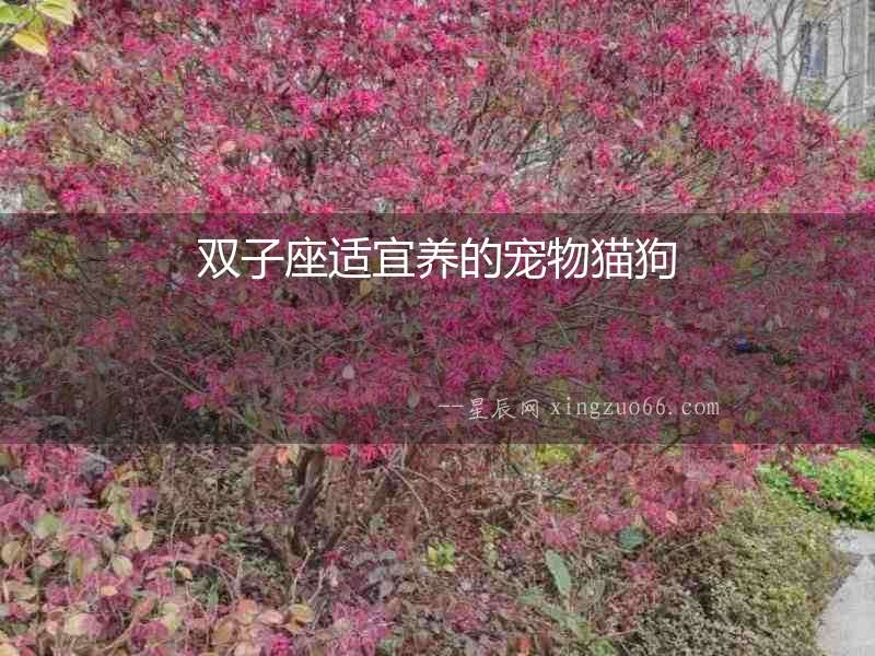 雙子座適宜養的寵物貓狗