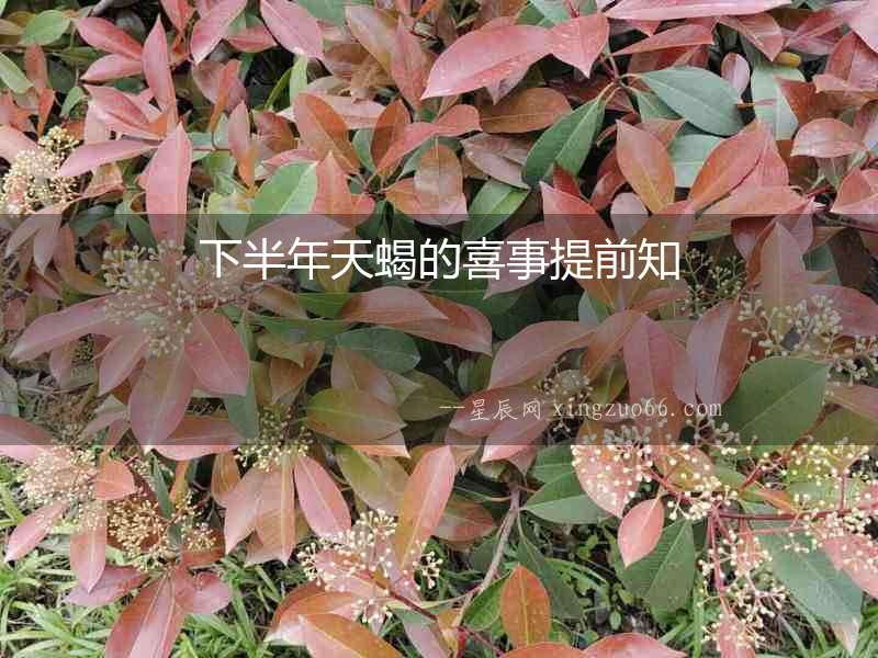下半年天蝎的喜事提前知