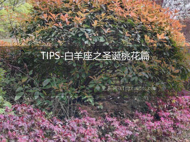 TIPS-白羊座之圣誕桃花篇