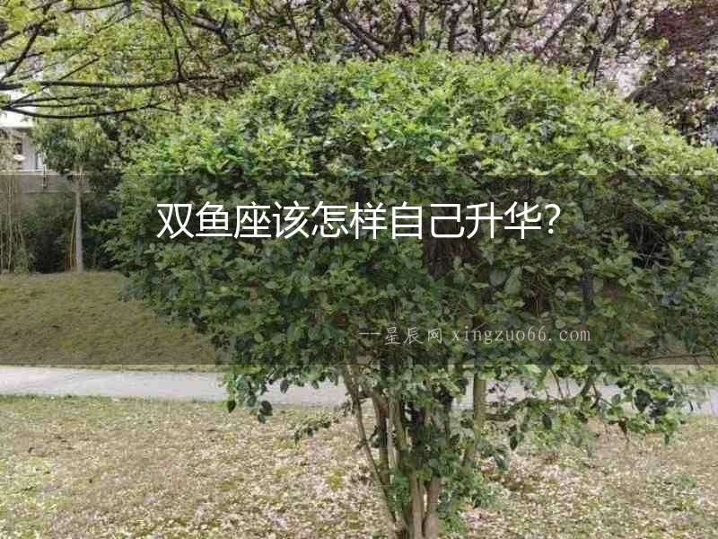 雙魚座該怎樣自己升華？