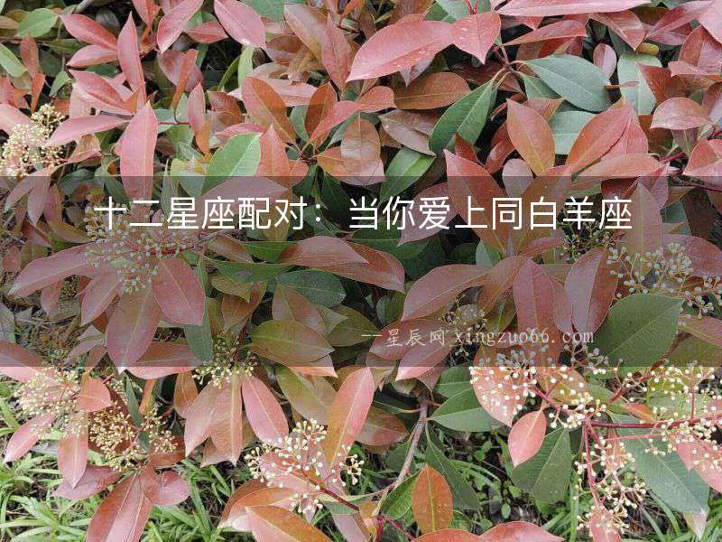 十二星座配對：當你愛上同白羊座