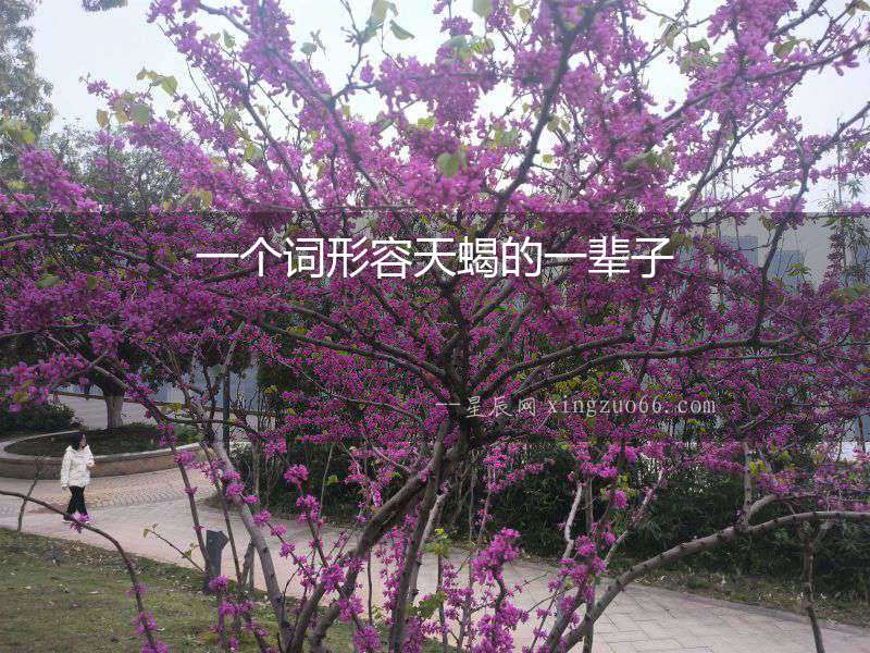 一個詞形容天蝎的一輩子