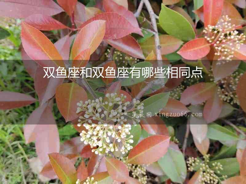 雙魚(yú)座和雙魚(yú)座有哪些相同點(diǎn)