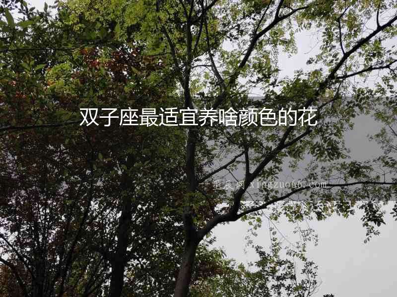 雙子座最適宜養啥顏色的花