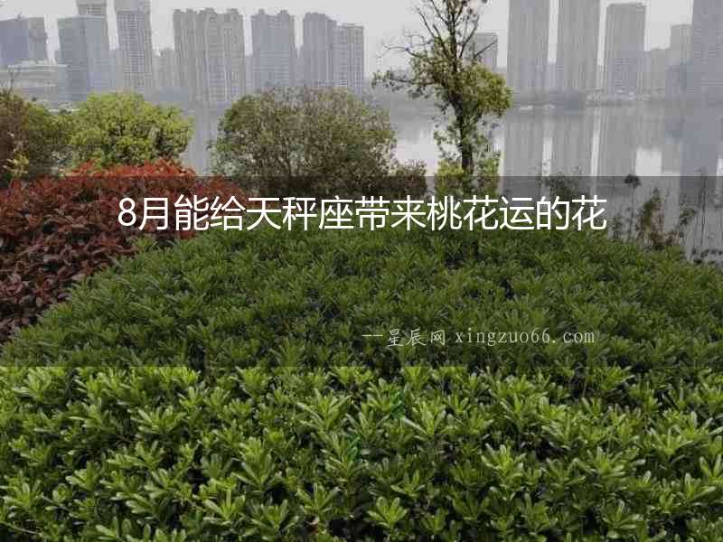 8月能給天秤座帶來(lái)桃花運(yùn)的花
