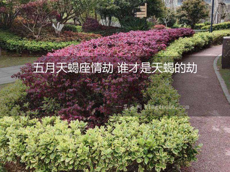 五月天蝎座情劫 誰才是天蝎的劫
