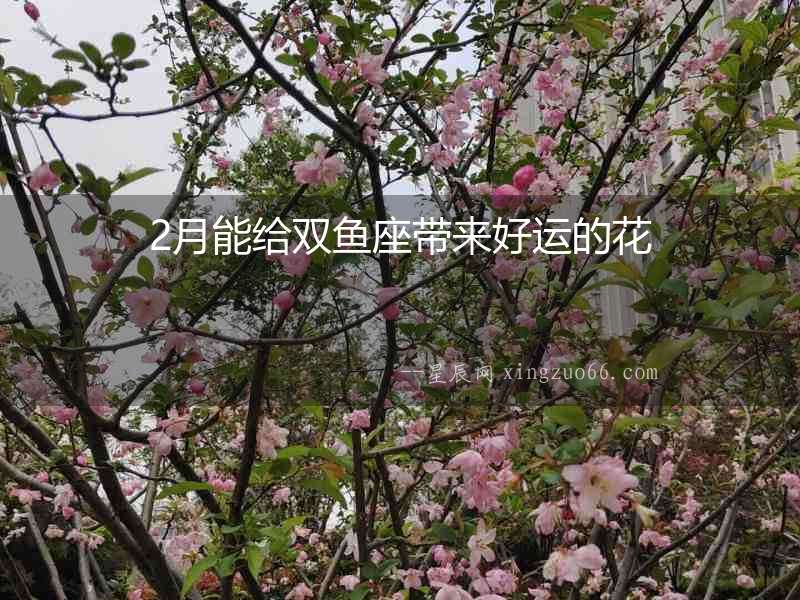 2月能給雙魚座帶來好運的花
