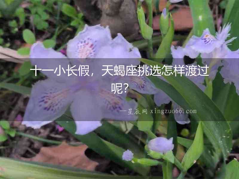 十一小長假，天蝎座挑選怎樣渡過呢？