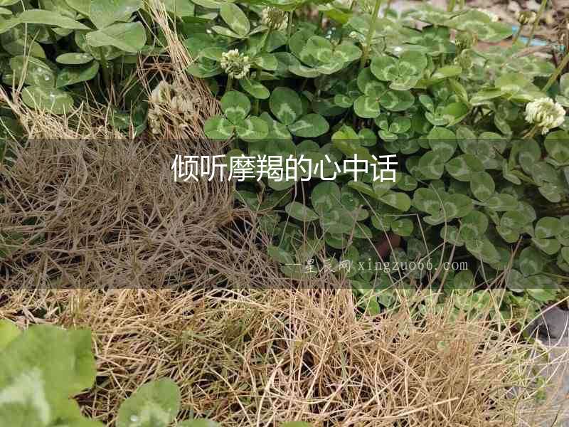 傾聽摩羯的心中話