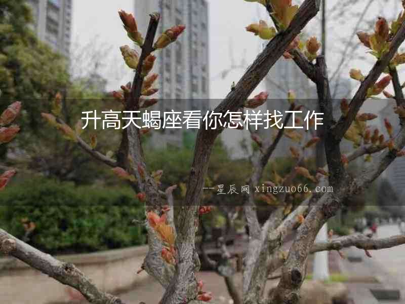 升高天蝎座看你怎樣找工作