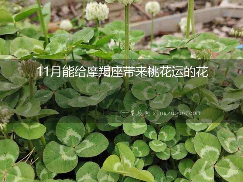11月能給摩羯座帶來(lái)桃花運(yùn)的花