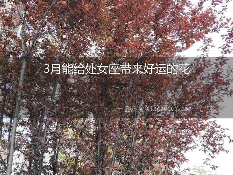 3月能給處女座帶來好運的花