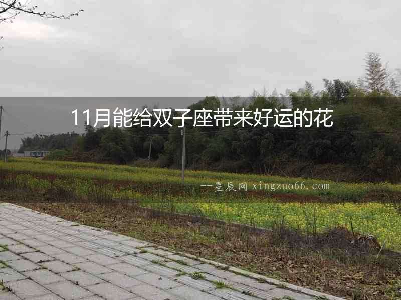 11月能給雙子座帶來(lái)好運(yùn)的花