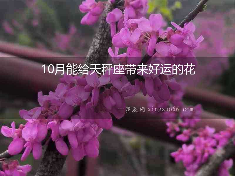 10月能給天秤座帶來好運的花