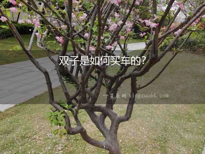 雙子是如何買車的？