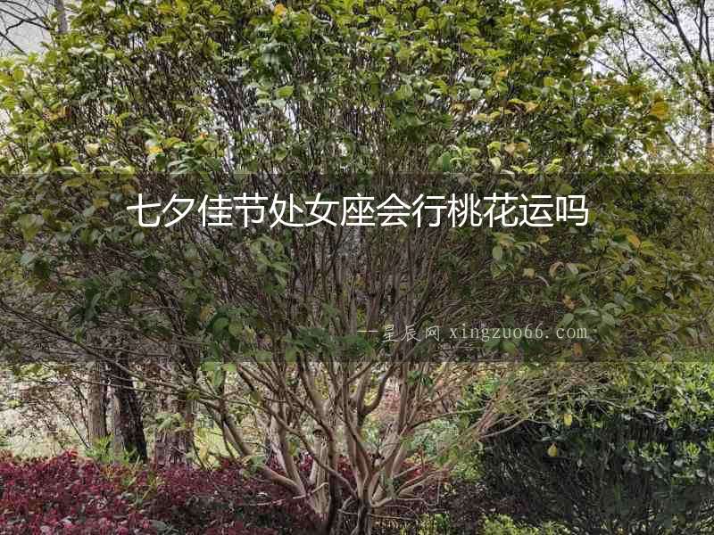 七夕佳節處女座會行桃花運嗎