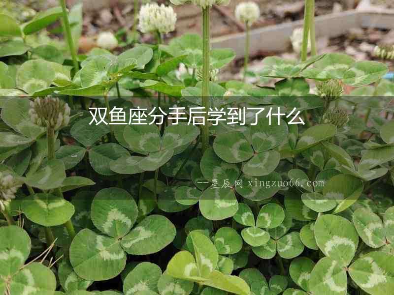 雙魚座分手后學到了什么