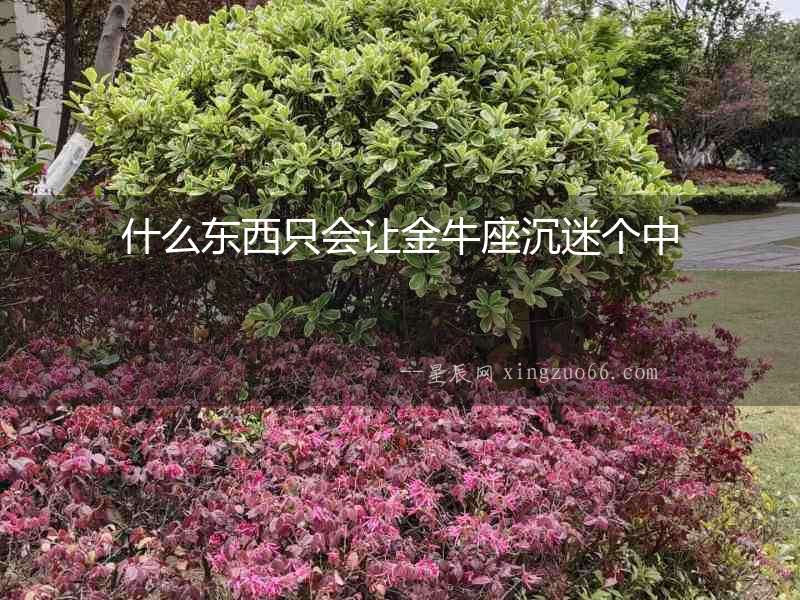 什么東西只會讓金牛座沉迷個中