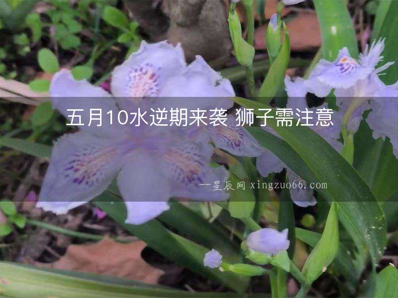 五月10水逆期來襲 獅子需注意