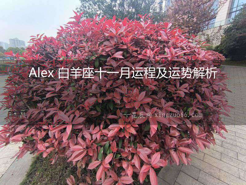 Alex 白羊座十一月運程及運勢解析
