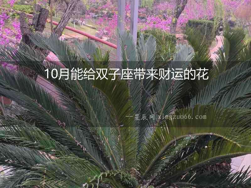10月能給雙子座帶來財運的花