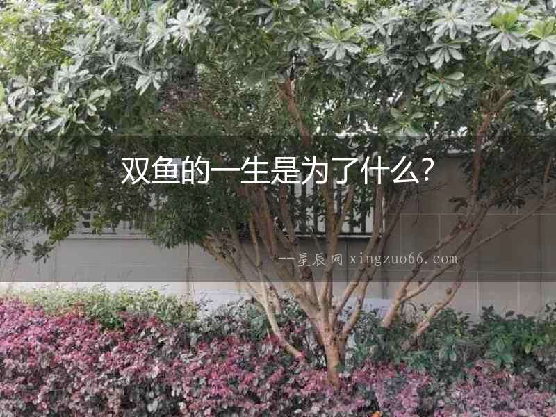 雙魚的一生是為了什么？