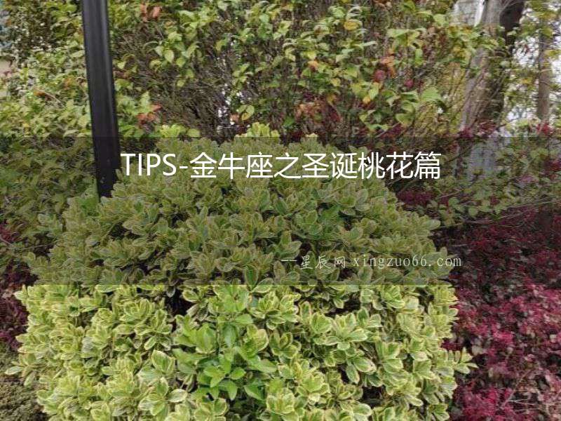 TIPS-金牛座之圣誕桃花篇