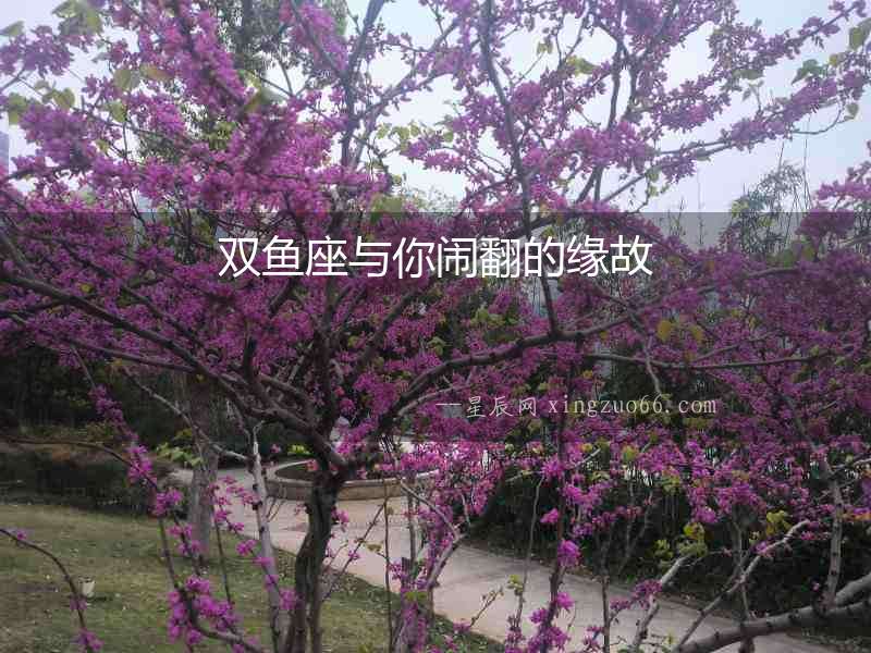 雙魚座與你鬧翻的緣故