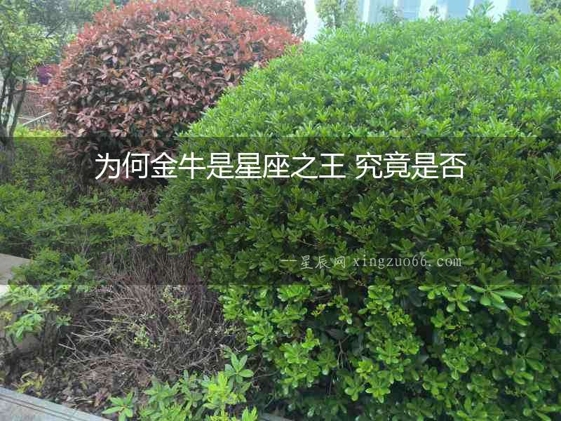 為何金牛是星座之王 究竟是否