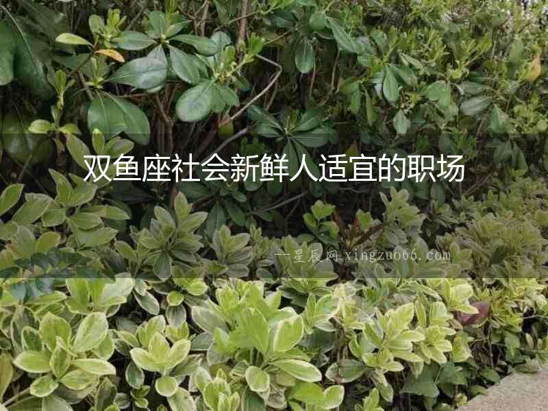 雙魚座社會(huì)新鮮人適宜的職場