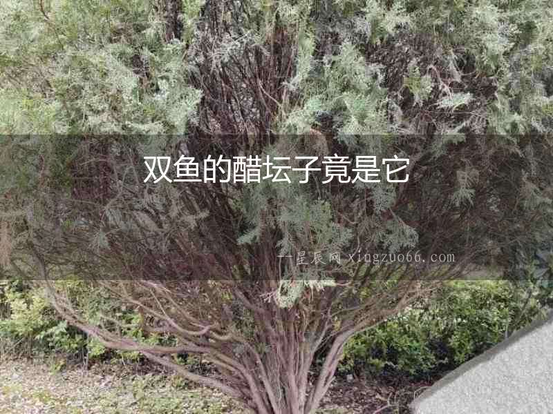 雙魚的醋壇子竟是它