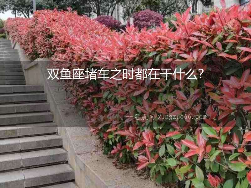 雙魚座堵車之時都在干什么？