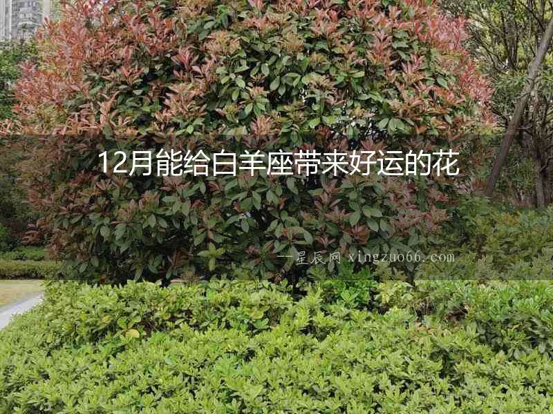 12月能給白羊座帶來好運的花