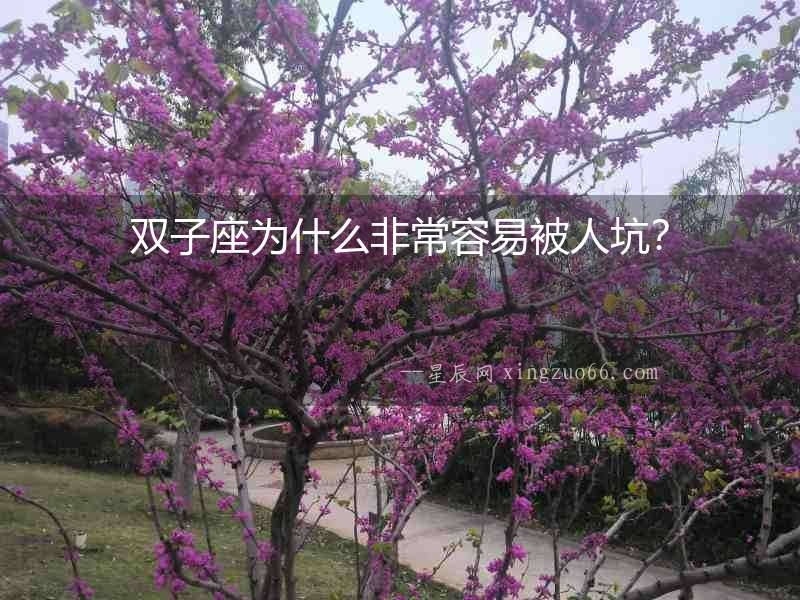 雙子座為什么非常容易被人坑？