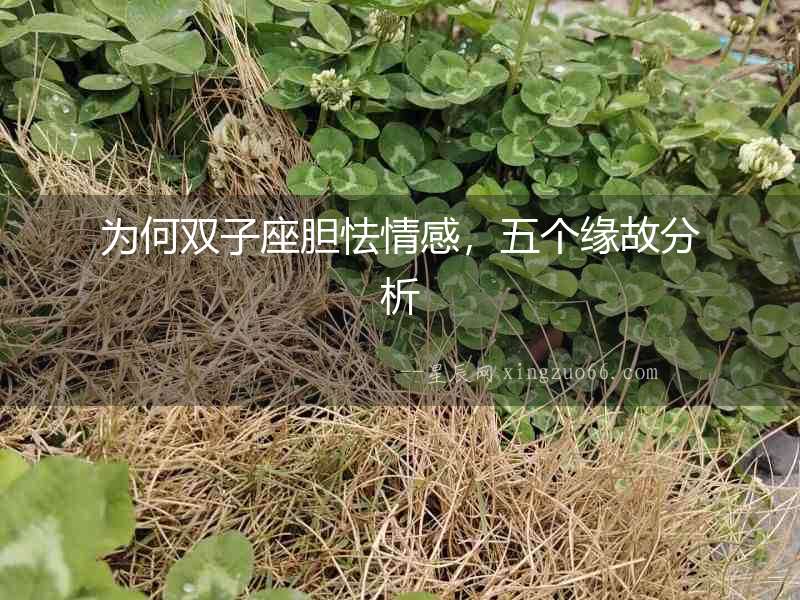 為何雙子座膽怯情感，五個緣故分析