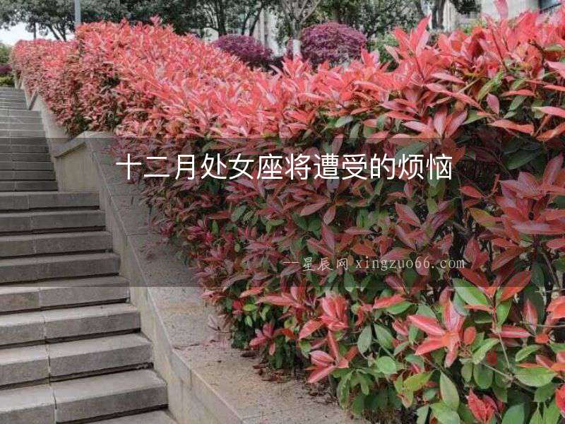 十二月處女座將遭受的煩惱