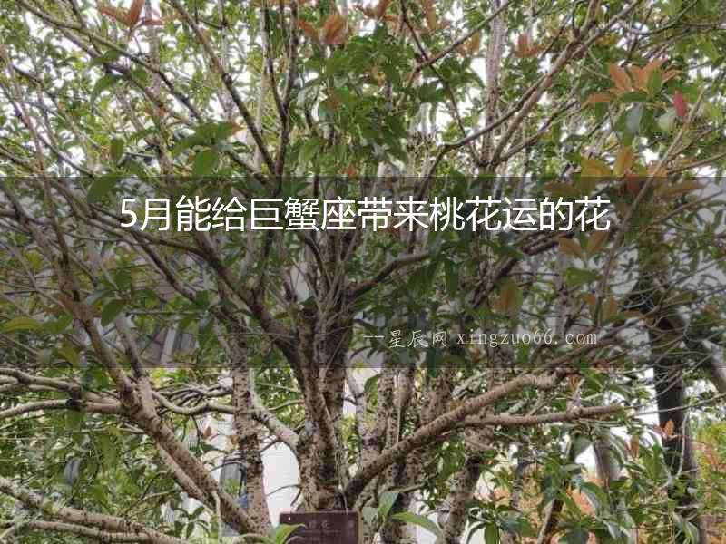 5月能給巨蟹座帶來(lái)桃花運(yùn)的花