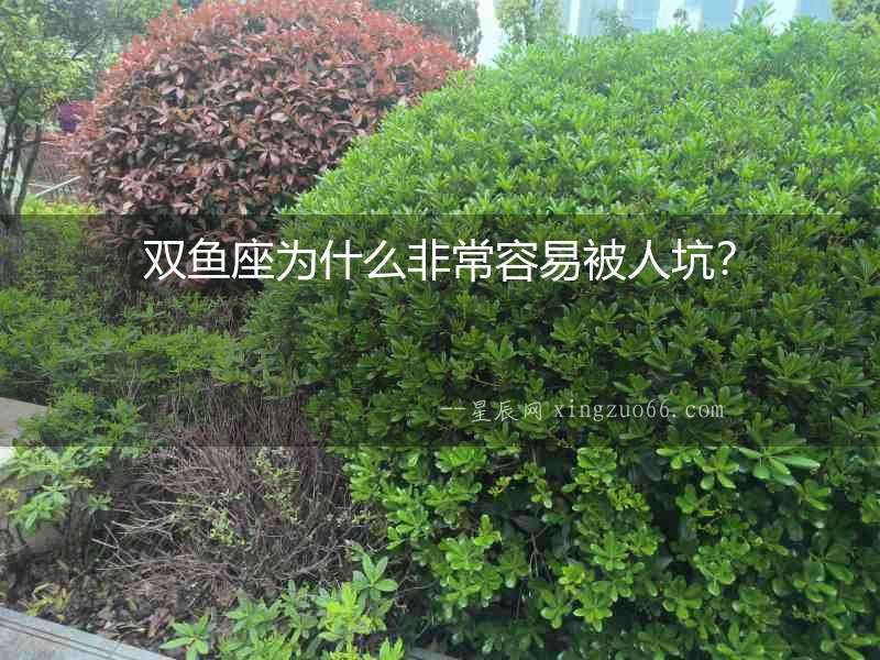 雙魚座為什么非常容易被人坑？