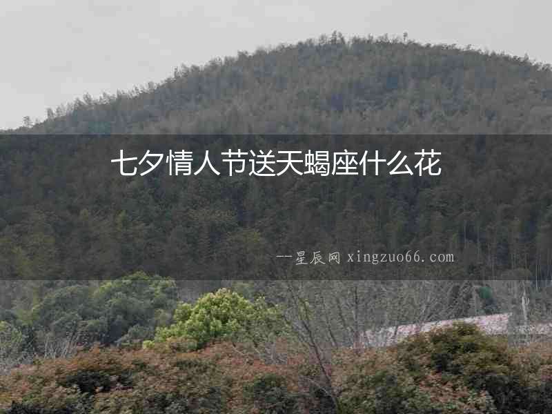 七夕情人節送天蝎座什么花