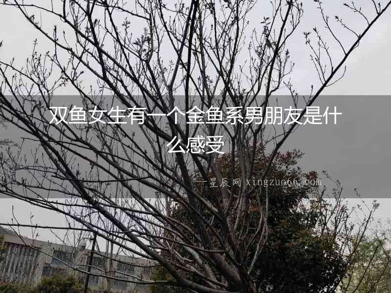 雙魚女生有一個金魚系男朋友是什么感受