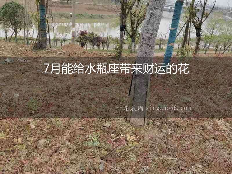 7月能給水瓶座帶來財運的花