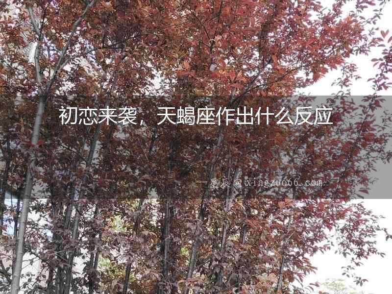 初戀來襲，天蝎座作出什么反應