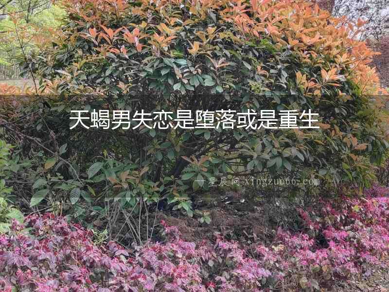 天蝎男失戀是墮落或是重生